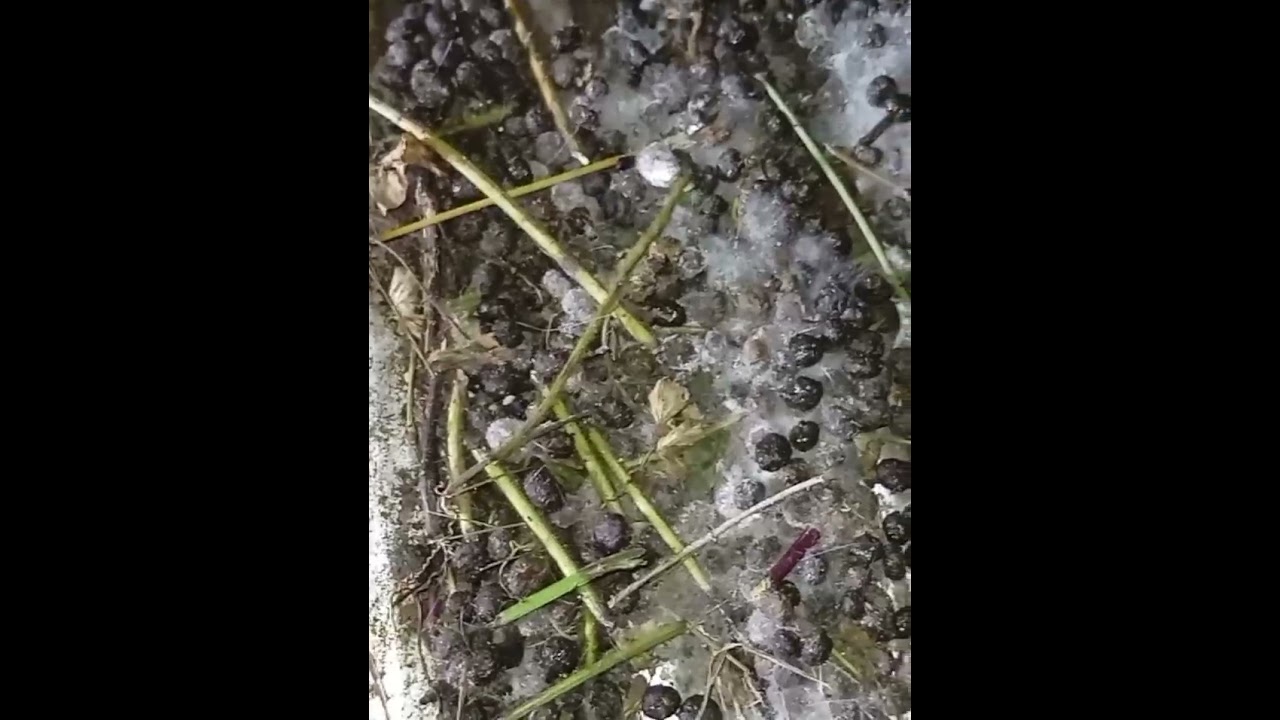 Routine management in rabbit farming 