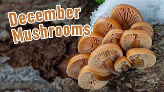 Mushroom Hunting - December 2023 - Wild Enoki Mushrooms | Oyster Mushrooms | Velvet shanks | Fungi