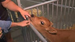261st edition of the York State Fair kicks off Friday