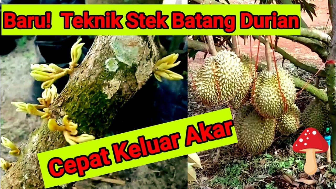 Cara Stek Batang Durian Di Jamin Cepat Keluar Akar Dan Tunas