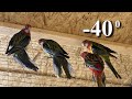 Попугаи Розелла зимой -40 градусов. Rosella parrots in winter.