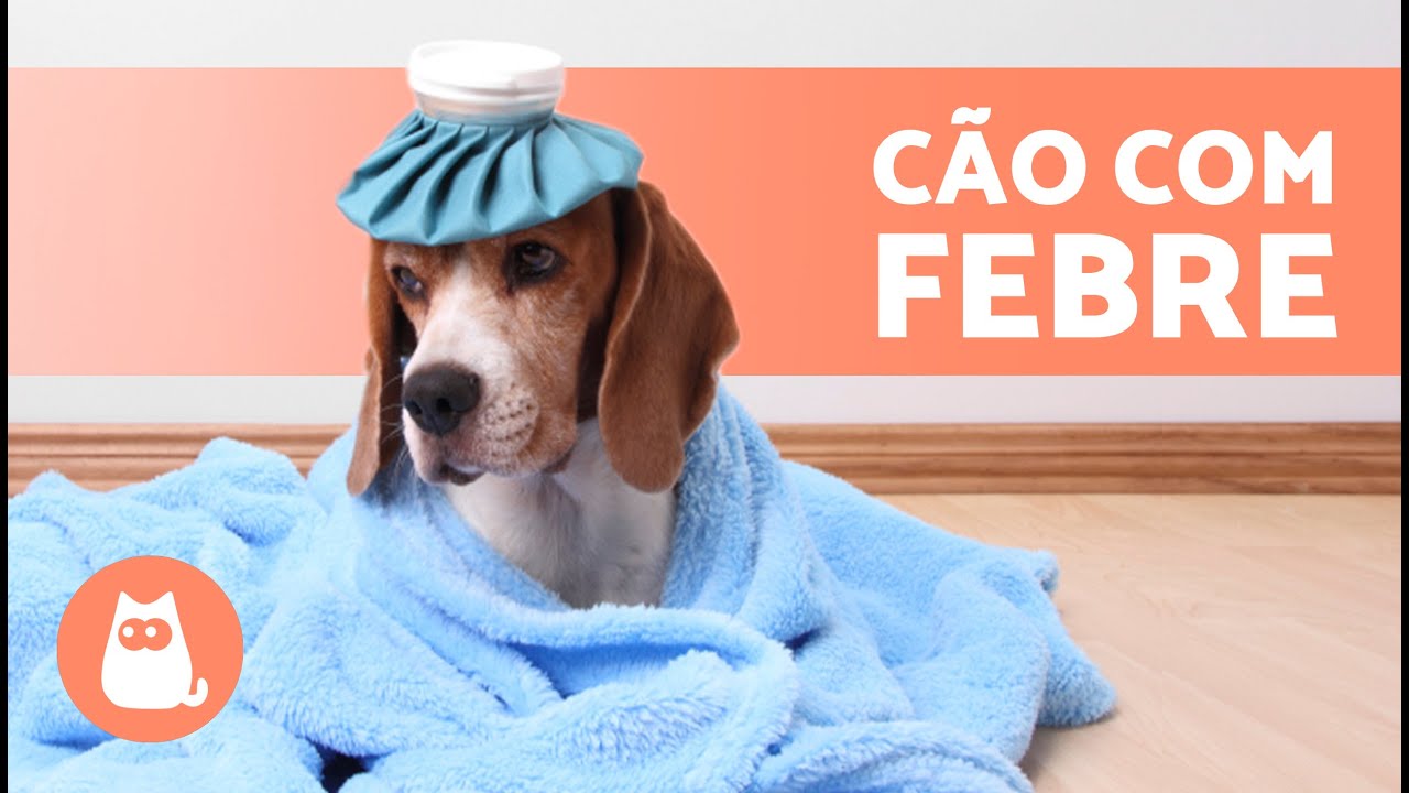 Como BAIXAR A FEBRE DE UM CÃO? 🐶🌡 Remédios caseiros para reduzir a ...