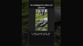 Grundläggande hälsa och pälsvård #Shorts
