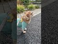 うわうわ言ってたらうまくいったハナ