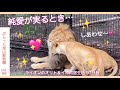 一緒にいるのが幸せ💓譲り合う2人。美男オリト美女イオのライオン初恋同居生活vol.99@旭山動物園/Living with lions who felt happy to be together