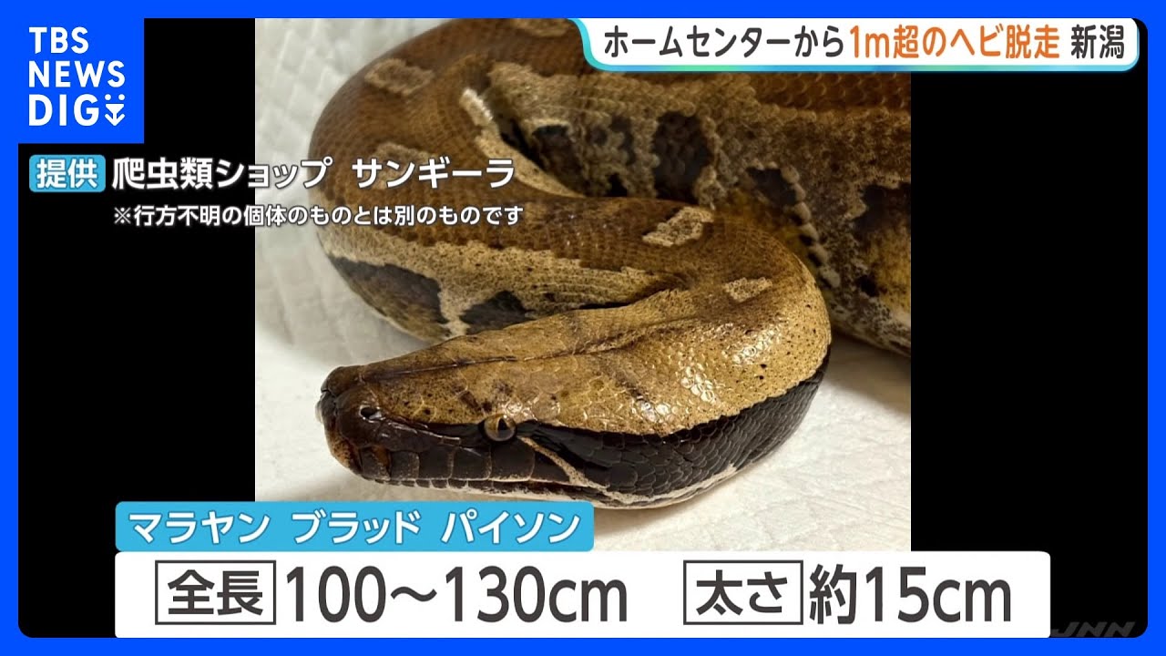 Snake Escapes Home Center: Approx. 1m Long, 15cm Thick - No Venom