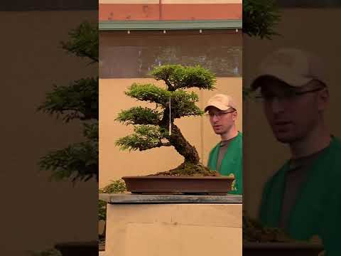PSBA bonsai live