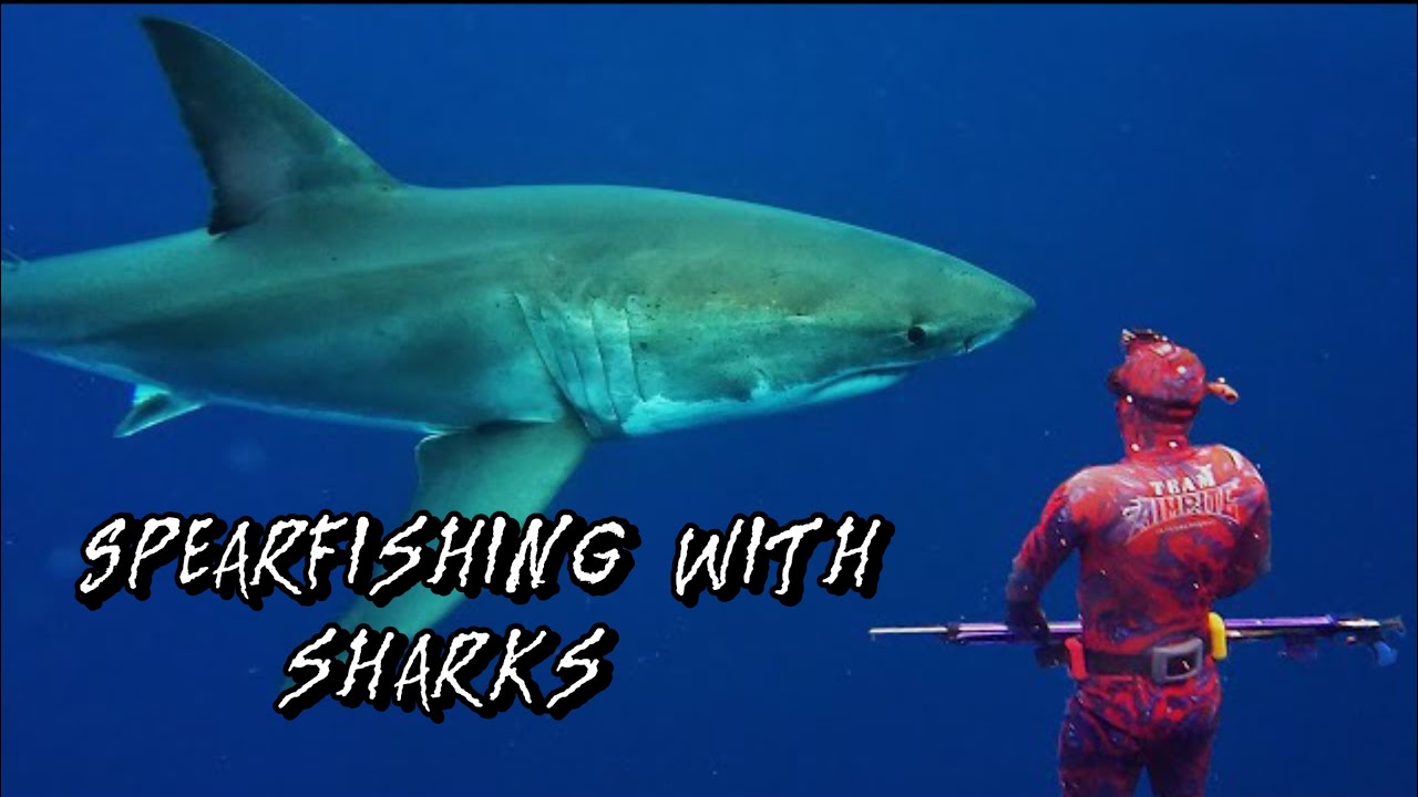 Miami Spearfishing with SHARKS and  Exploring the Depths with Friends 🦈🎣🌊🛥️