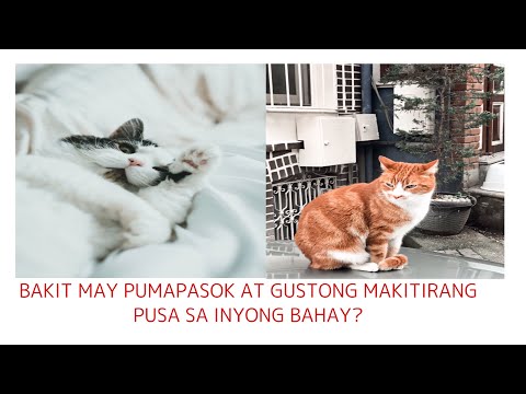 Video: Mga Kuko Ng Kuko Para Sa Mga Pusa: Ano Ang Naroroon, Kung Ano Ang Hahanapin Kapag Pumipili, Mga Alituntunin Sa Paggamit, Mga Pagsusuri Ng May-ari