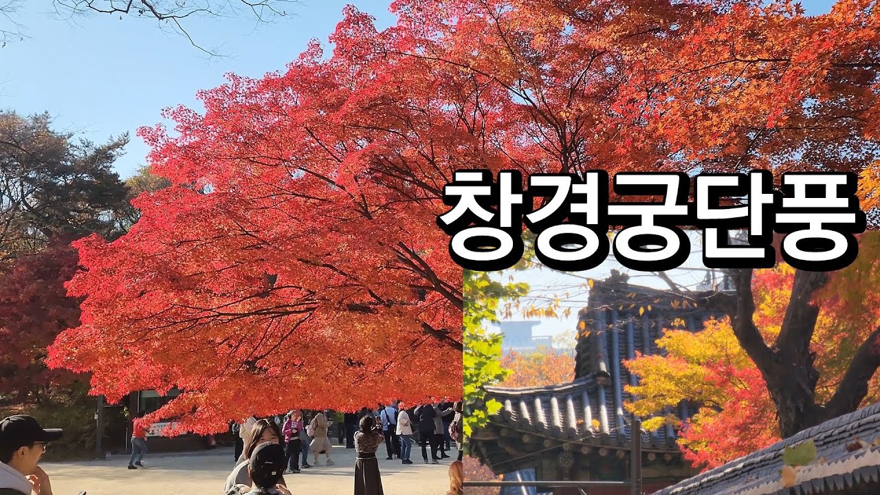 창경궁단풍 지금 한창 울굿불긋 아름다운 고궁/ 춘당지 Seoul Korea