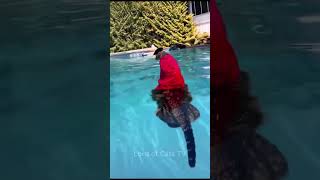 Celebrity Monkey is riding a cat😂😂😂 #animals #funny #cat #monkey Wealth