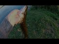 Szczupak na SAVAGE GEAR 3D FAT MINNOW -FLUO GREEN SILVER