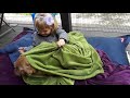 Norwich Terrier and kid 😍🐾💓 の動画、YouTube動画。