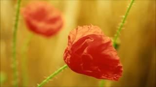 Chapling  - Open Flower (Original Mix)