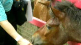 Feeding Horse At A Famosa