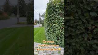 Живая изгородь из липы