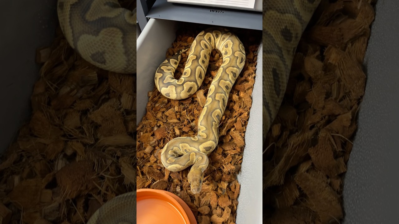 Ghi Clown #pythonregius #snake #pytonkrólewski #ballpython #python #hodowlawęży #ghi #clown #pyton