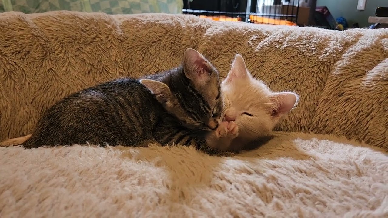 Video of adoptable pet named Houdini