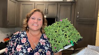 Unboxing of Bloomables® Perennials - New Sample Plants