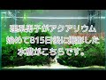 【1080p推奨】1番綺麗な状態かもしれない。水草レイアウト水槽 3年目 アクア歴815日