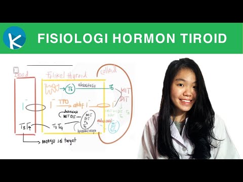 Pembentukan Hormon Tiroid - Fisiologi Hormon Tiroid Part 1