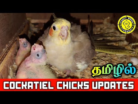 Cockatiel Chicks Updates | Hand Feeding Chicks | Tamed Cockatiel Available | Fancy Birds Cheenai