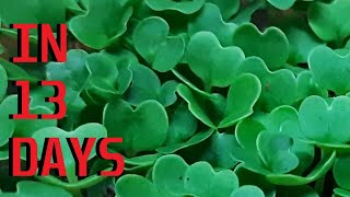 How to grow Green Cabbage Microgreen