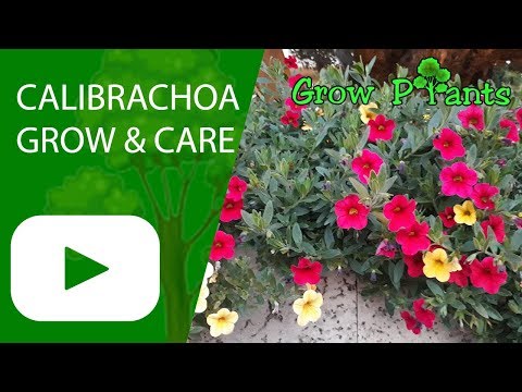 Video: Penjagaan Tumbuhan Nolana - Cara Menanam Tumbuhan Bunga Loceng Chile