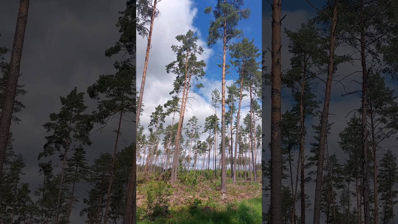 Saturday noon in the forest with the whippets 