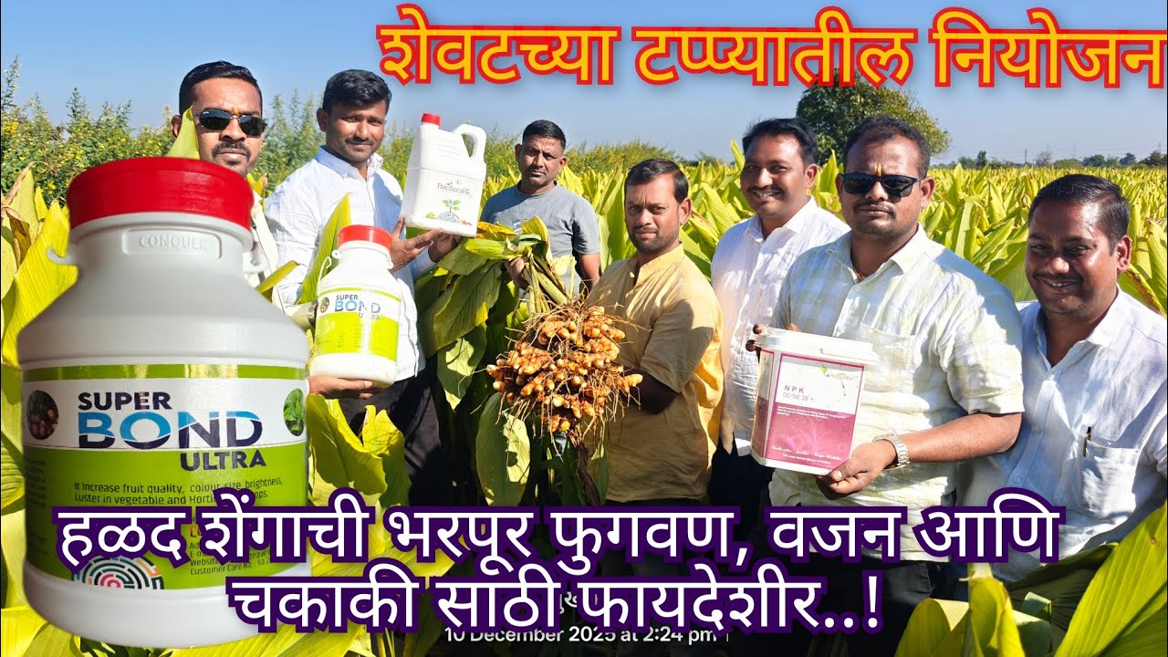 हळद शेवटच्या टप्प्यातील शेंगा फुगवण नियोजन #हळद #agriculture 