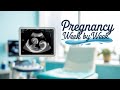 Pregnancy Week by Week  Your Complete 9 Month Journey Explained