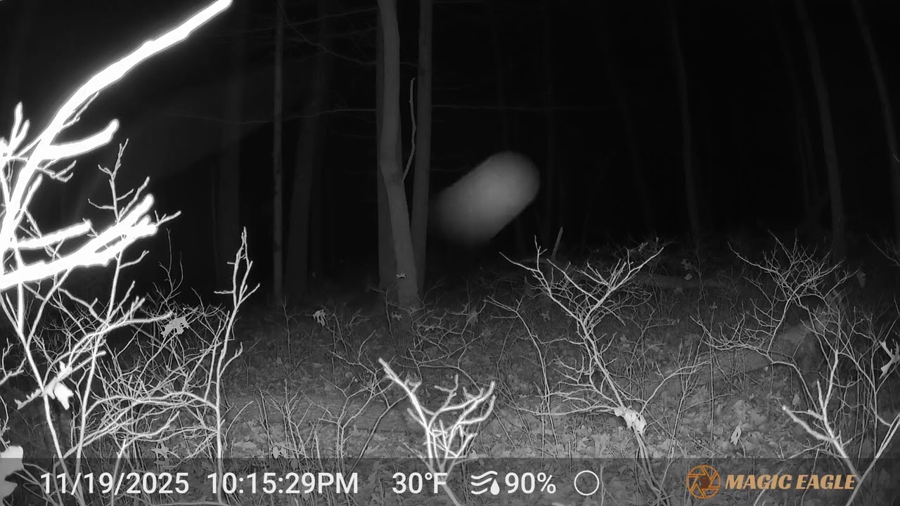 Creature at my Magic Eagle trail cam. What is it?   Part 1