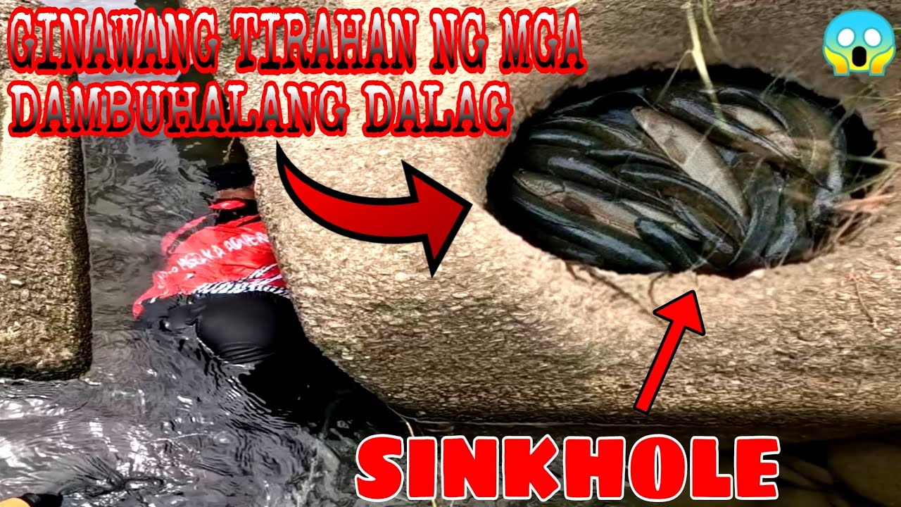 Bihira To! Malaking Butas Binahayan Ng Mga Dambuhalang Dalag