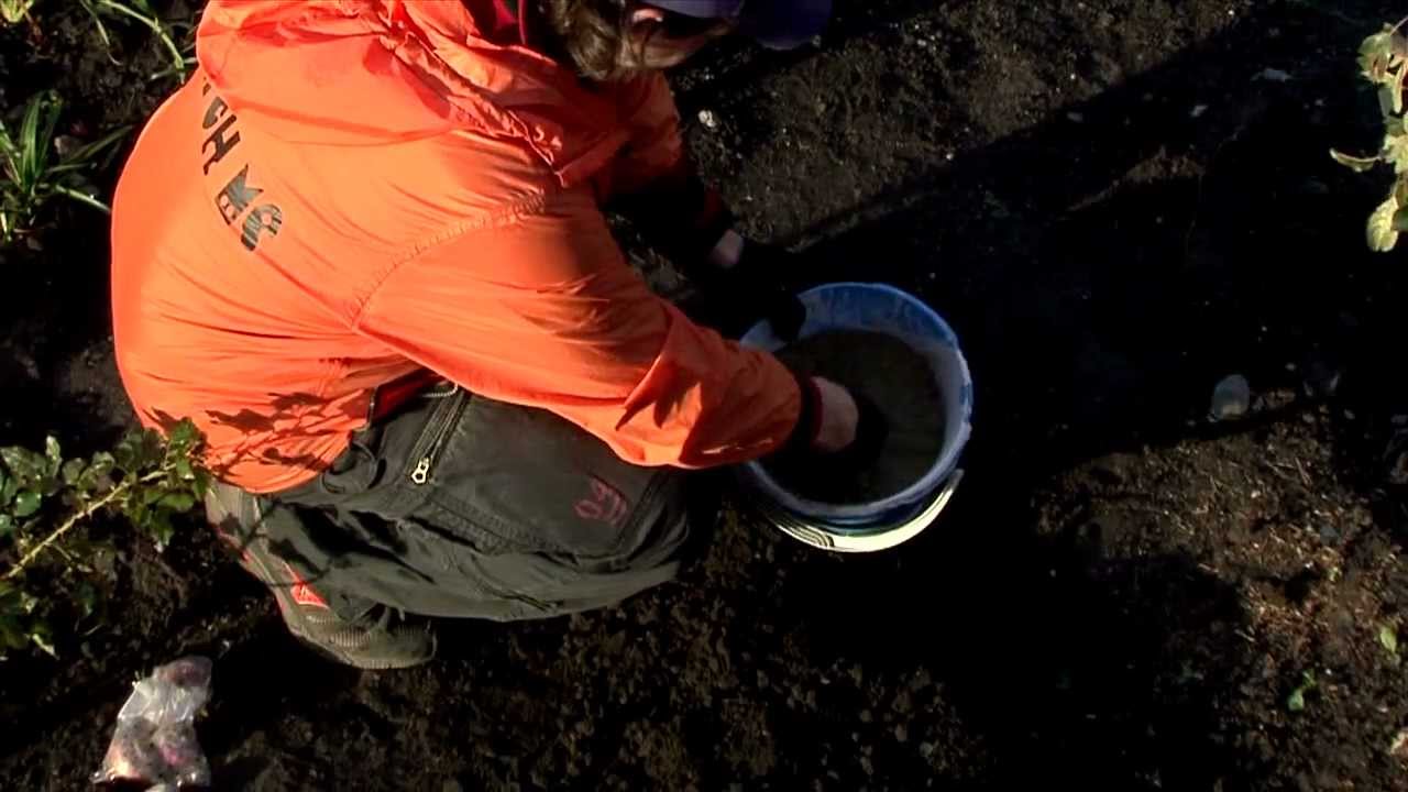 Посадка гиацинтов