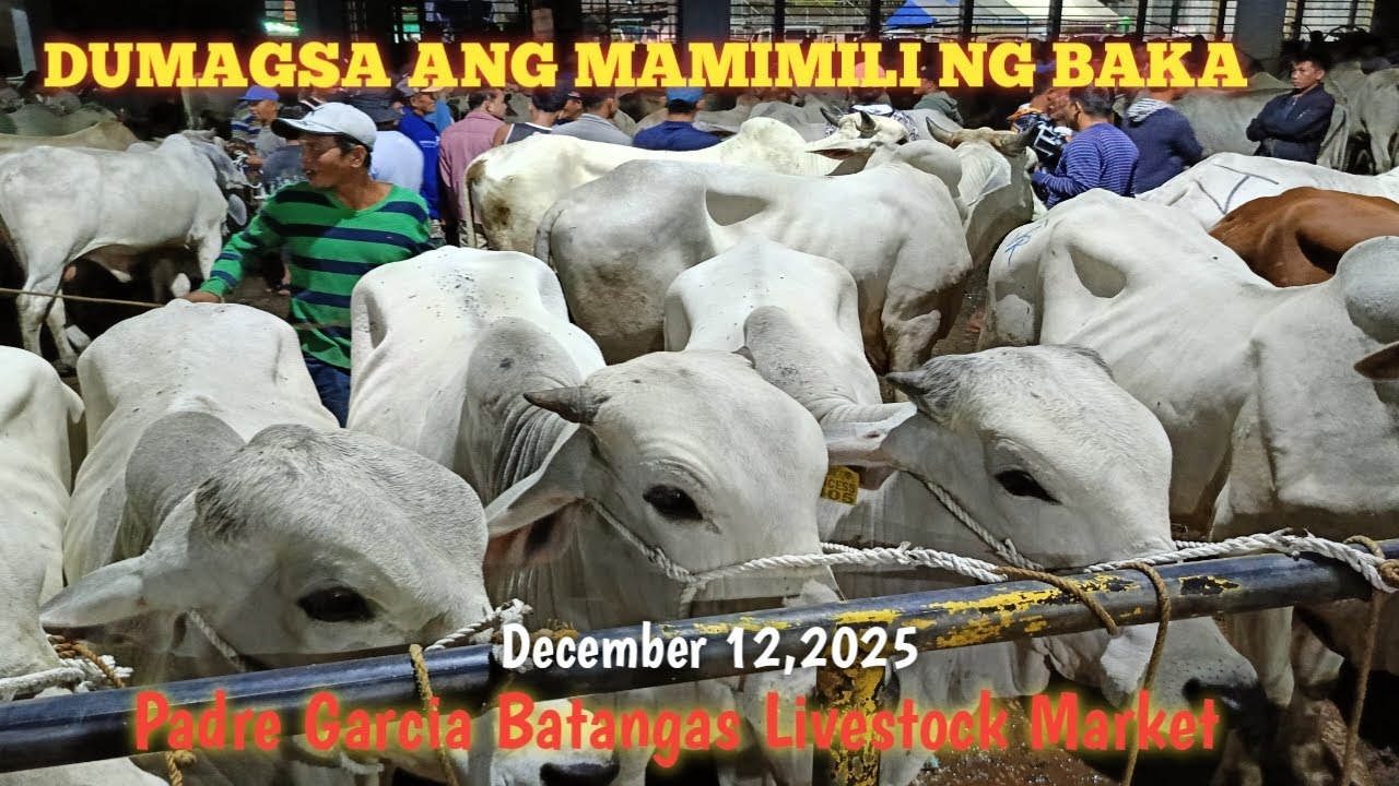 Mga Nabiling Malalaki Baka! Padre Garcia Batangas