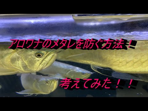 シルバーアロワナの目ダレ対策、防止策を考えてみた、、 - YouTube