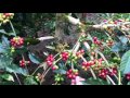 Shaded Versus Un-shaded Coffee Trees In Bali