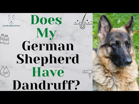 Why Does My German Shepherd Have Dandruff