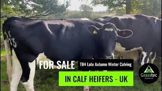 Holfr In Calf Heifers Tb4 Late Autumn Winter Calving