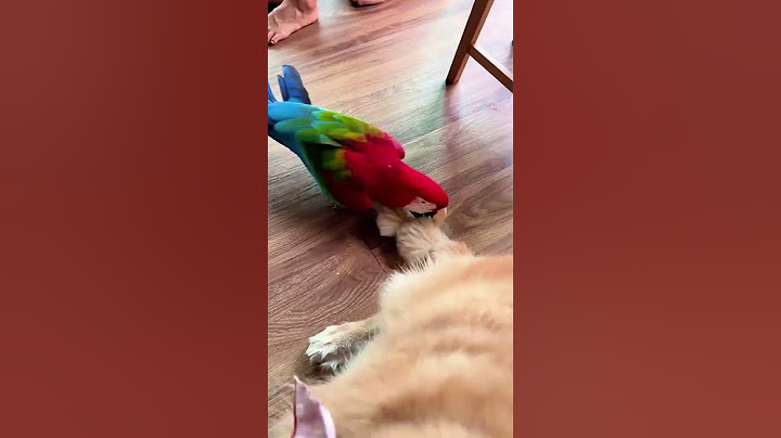 The parrot pestered the puppy and wanted to play with it. #parrots #birds #parrot #cute #pets