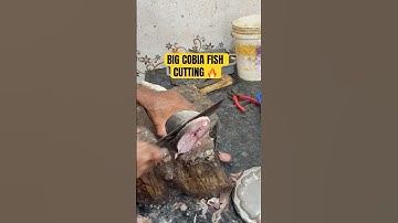 👀 JUST LOOK AT THE SLICE || BIG COBIA FISH 🔥🔥#shorts #youtubeshorts