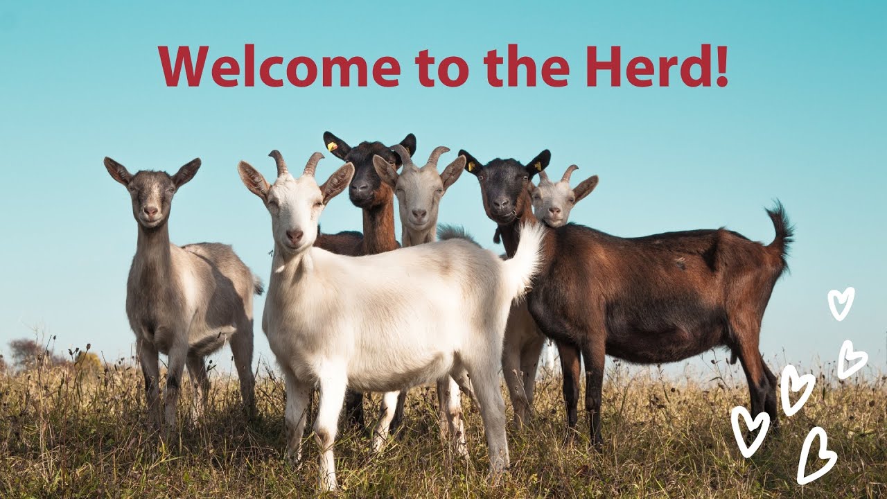Welcome to the Herd! - YouTube