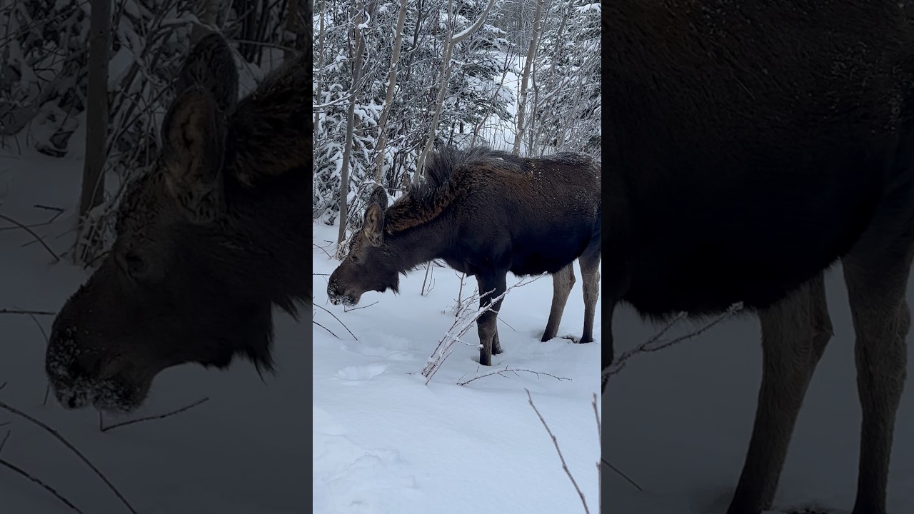 Осиротевший лосенок 