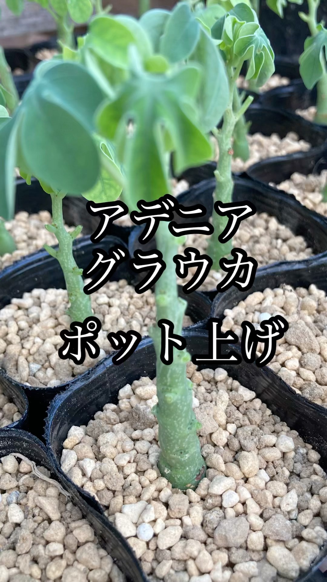 塊根植物】アデニア・グラウカのポット上げ @ms_plants_ch #shorts