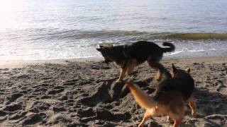 German Shepherd At Beach Digging