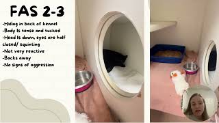 Assessing Feline Fear, Anxiety, and Stress (FAS)
