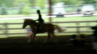 Video Haflinger Stallion A Rock Jumping 18 inches