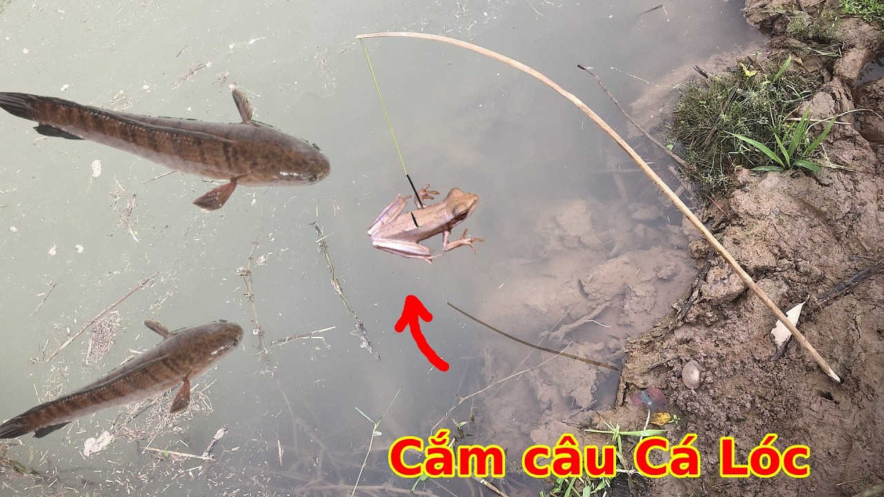 Lần đầu Cắm Câu Cá Lóc bằng Mồi Nhái và cái kết