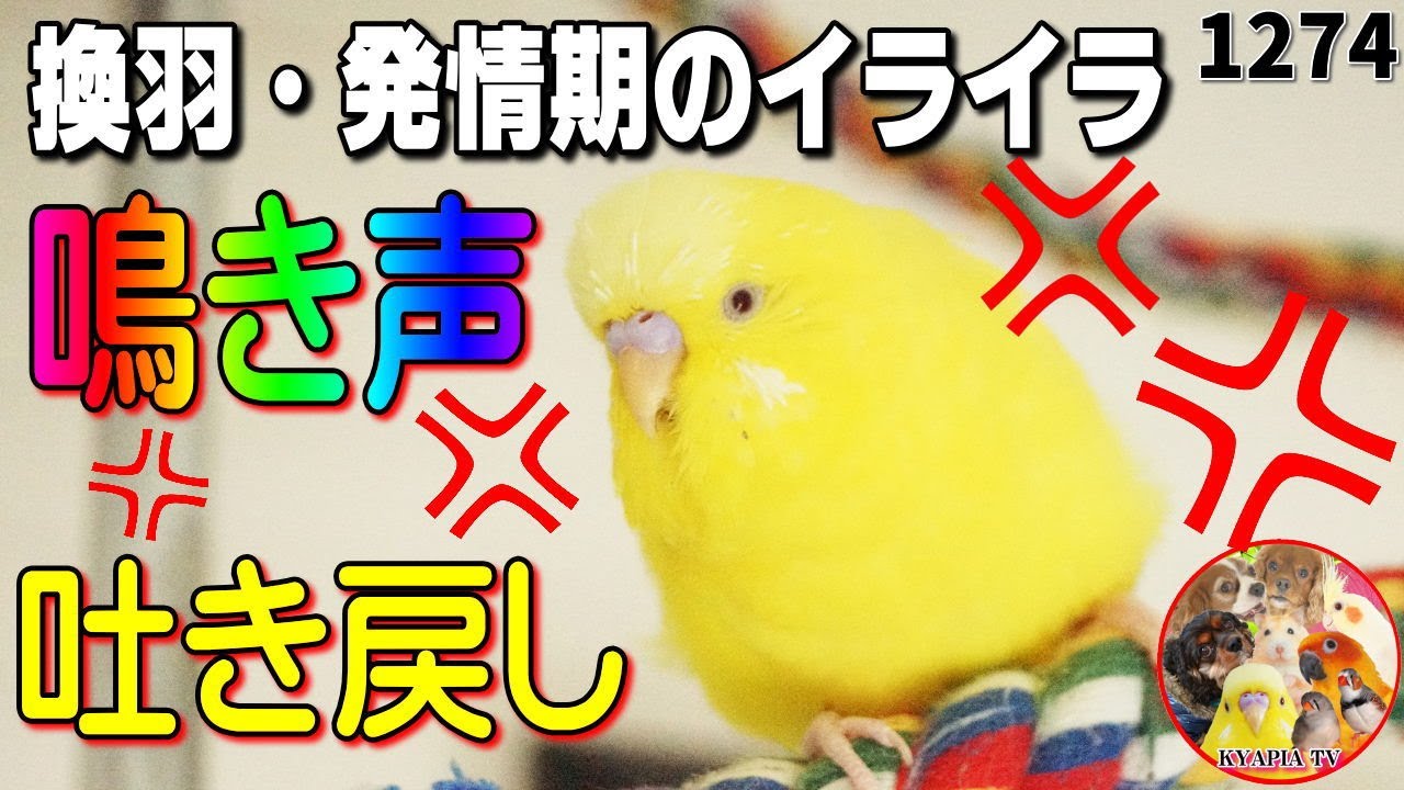 発情 換羽期の鳴き声 呼び鳴きは超絶イライラ セキセイインコの吐き戻し動画 1274 Youtube 発情 換羽期の鳴き声 呼び鳴きは超絶イライラ セキセイインコの吐き戻し動画 1274 Youtube