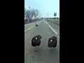 Gobble Gobble – HILARIOUS Turkey encounter